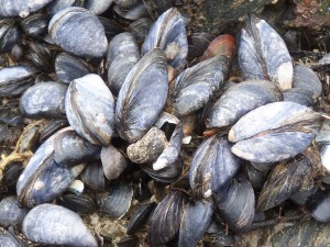 Wild Mussels