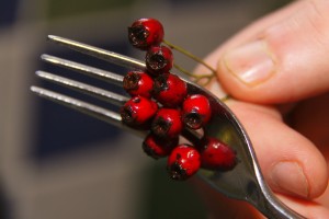 Removing Haws from their Stalks