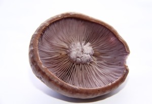 The Wood Blewit