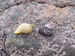 The Dog Whelk and Winkle