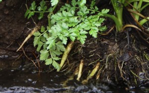 Hemlock Water Dropwort roots