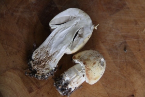 Young Horse Mushrooms